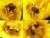Andrena bicolor